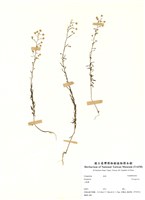 藏品(Ereogeron)的圖片